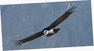 Andean Condor (Vultur gryphus) in flight. 