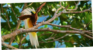 Lesser Bird-of-Paradise (Paradisaea minor).