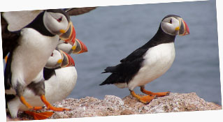 Atlantic Puffin (Fratercula arctica) at Maine Coastal Islands National Wildlife Refuge. 