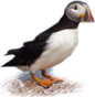 Atlantic Puffin