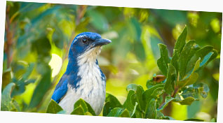 Island Scrub Jay (Aphelocoma insularis) on Santa Cruz Island,