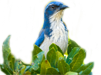 Island Scrub-Jay