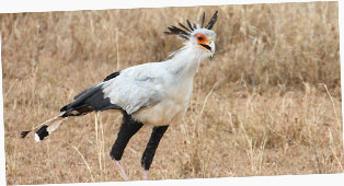 Secretary Bird (Sagittarius serpentarius) photographed at Serengeti National Park, Tanzania