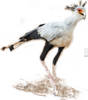 Secretary Bird