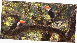 Toco Toucan (Ramphastos toco) photographed in Brazil. 