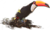 Toco Toucan