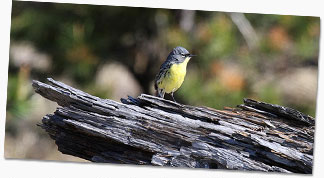 Male Kirtland’s Warbler (Setophaga kirtlandii)