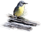 Kirtland's Warbler