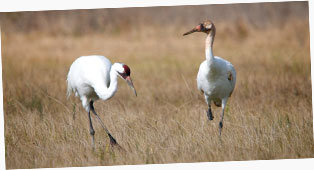 Whooping Crane (Grus americana) at Aransas National Wildlife Refuge.