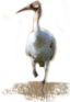 Whooping Crane