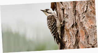 A red-cockaded Woodpecker (Picoides borealis) at the restored longleaf pine forest in The Nature Conservancy's Disney Wilderness Preserve, Florida.